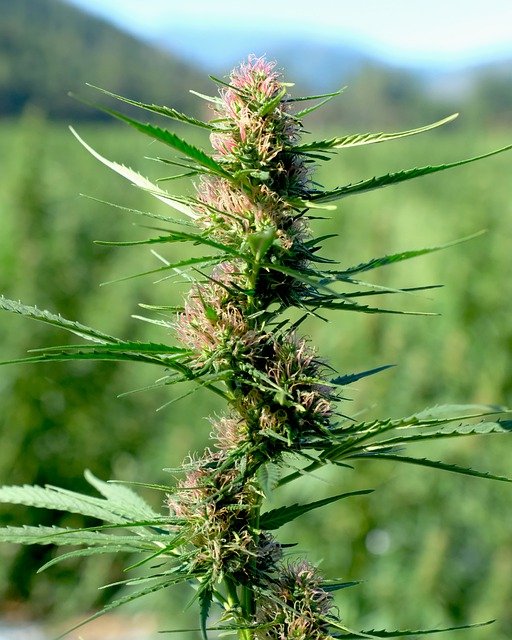 Hemp for Health: The Many Benefits of this Incredibly Nutritious Plant